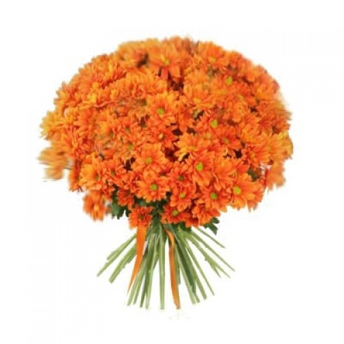 data-hrizantemi-orang-21hriz-500x500